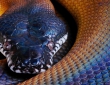 000000000000000000000000000000000000000000color Head Python Snake Wallpaper 11556239263r8c0fkh08f