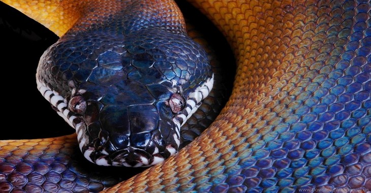 000000000000000000000000000000000000000000color Head Python Snake Wallpaper 11556239263r8c0fkh08f